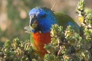 Scarlet-chested Parrot (Neophema splendida)